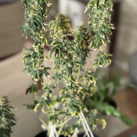 Tangie 2# growlog timeline photo