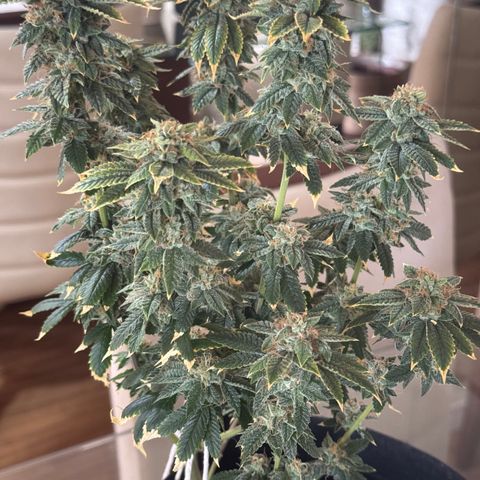Tangie 2# growlog timeline photo