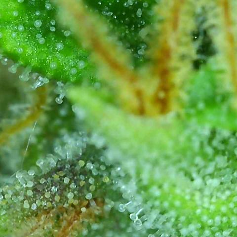 Tangie 1# growlog timeline photo