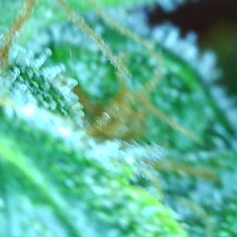 Tangie 2# growlog timeline photo