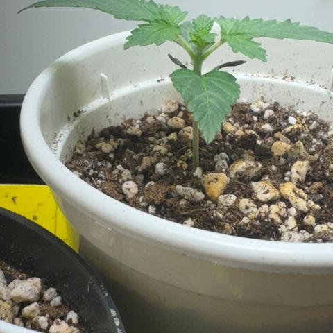 AK-47 growlog timeline photo