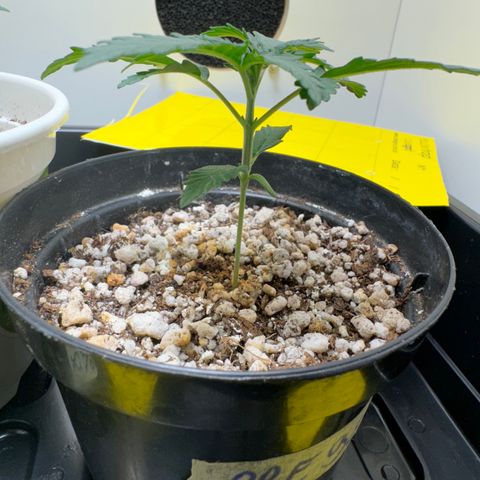 Pre98 x Kush growlog timeline photo