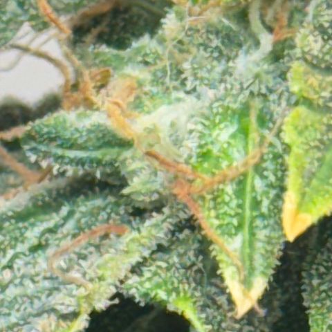 Tangie 2# growlog timeline photo