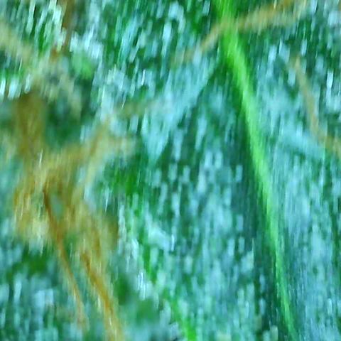Tangie 1# growlog timeline photo