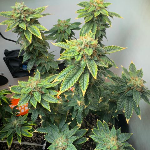 Tangie 2# growlog timeline photo