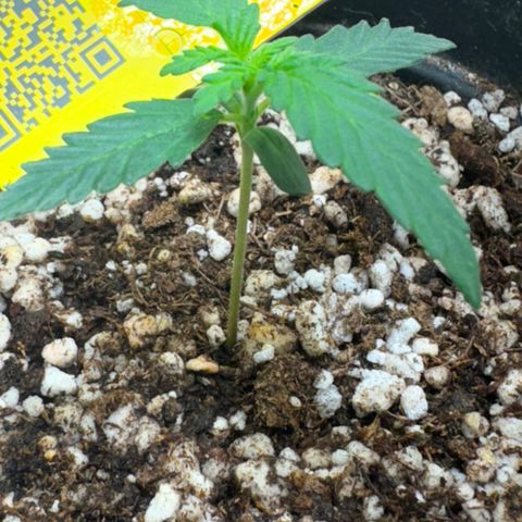 Pre98 x Kush growlog timeline photo