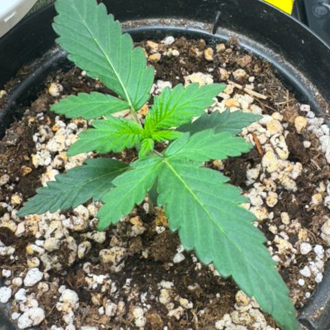 Pre98 x Kush growlog timeline photo
