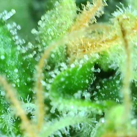 Tangie 1# growlog timeline photo