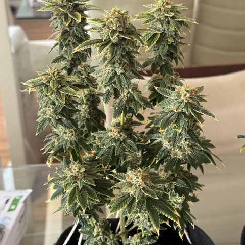 Tangie 2# growlog timeline photo