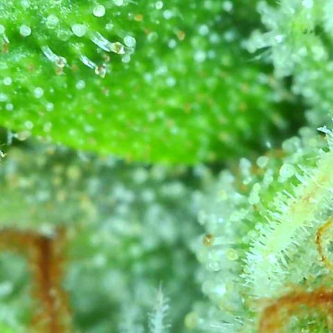 Tangie 1# growlog timeline photo