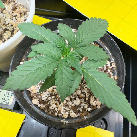 Pre98 x Kush growlog timeline photo