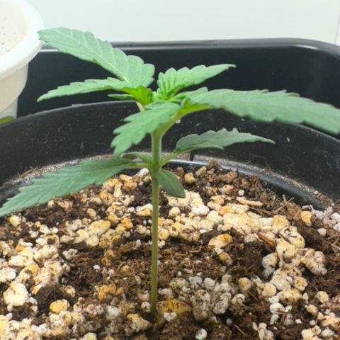 Pre98 x Kush growlog timeline photo