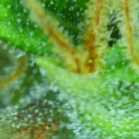 Tangie 2# growlog timeline photo