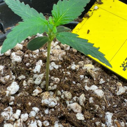 Pre98 x Kush growlog timeline photo