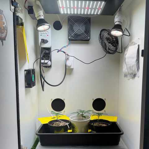 Pre98 x Kush growlog timeline photo