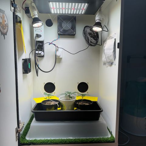 White Gorilla growlog timeline photo