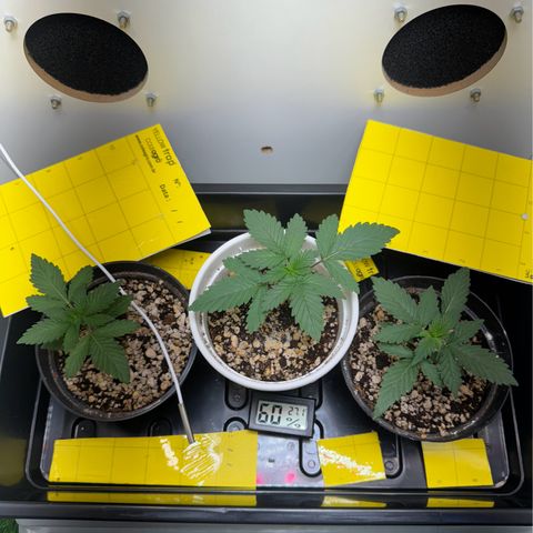 Pre98 x Kush growlog timeline photo