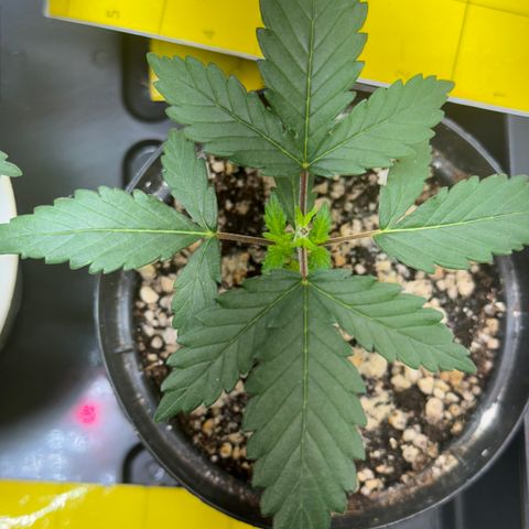 Pre98 x Kush growlog timeline photo