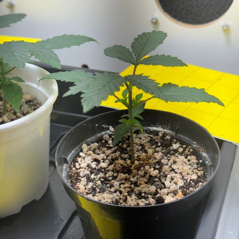 Pre98 x Kush growlog timeline photo
