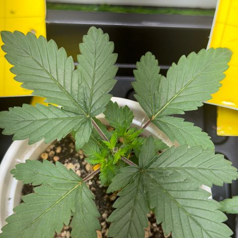 AK-47 growlog timeline photo