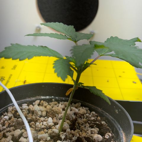 White Gorilla growlog timeline photo
