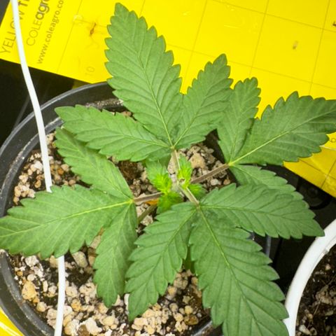 White Gorilla growlog timeline photo