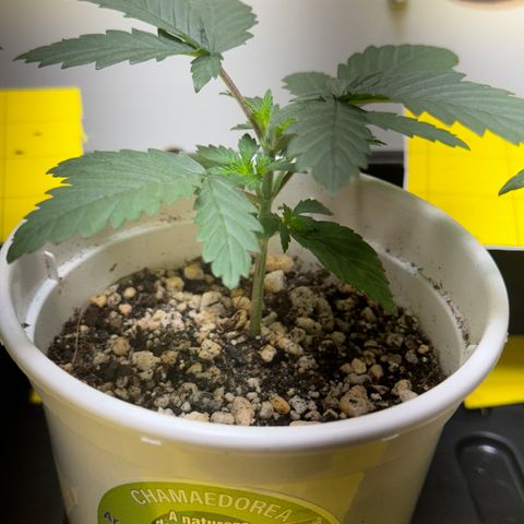 AK-47 growlog timeline photo
