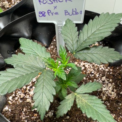 Pre98 x Kush growlog timeline photo