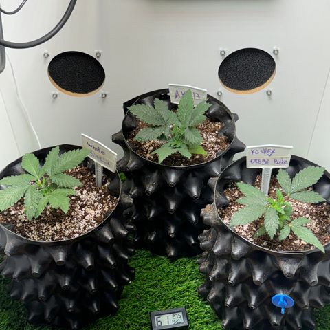 Pre98 x Kush growlog timeline photo