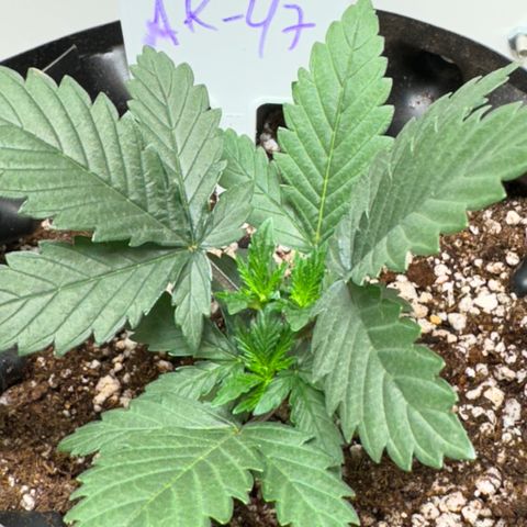 AK-47 growlog timeline photo