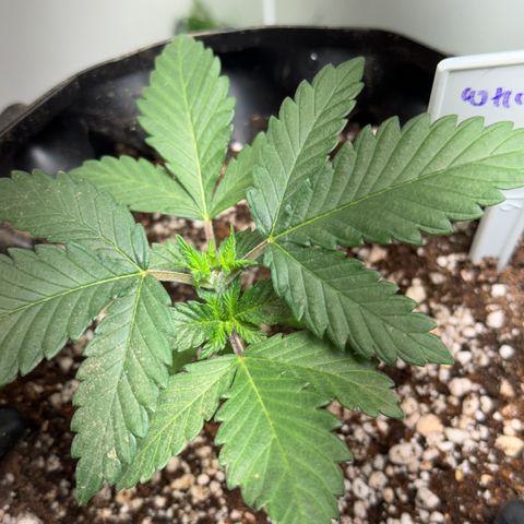 White Gorilla growlog timeline photo