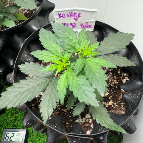 Pre98 x Kush growlog timeline photo