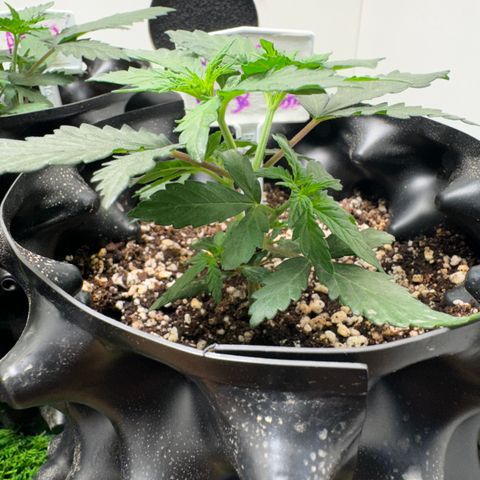 Pre98 x Kush growlog timeline photo