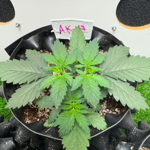 AK-47 growlog timeline photo
