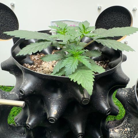 AK-47 growlog timeline photo
