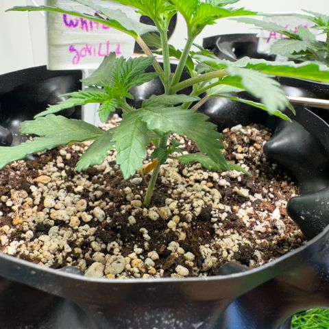 White Gorilla growlog timeline photo