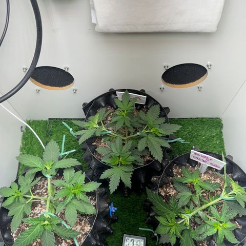 AK-47 growlog timeline photo
