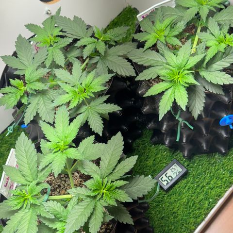 Pre98 x Kush growlog timeline photo