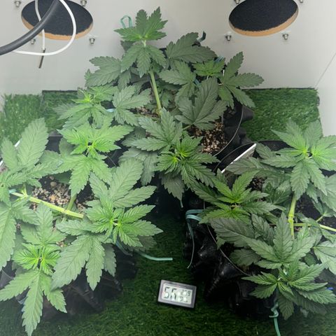 Pre98 x Kush growlog timeline photo