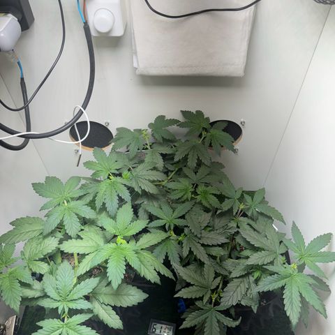 Pre98 x Kush growlog timeline photo