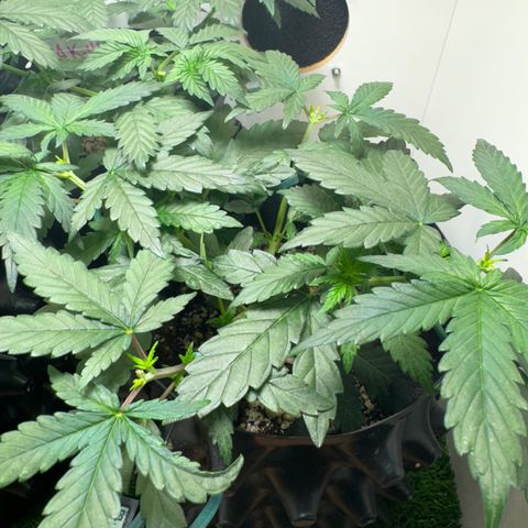 Pre98 x Kush growlog timeline photo