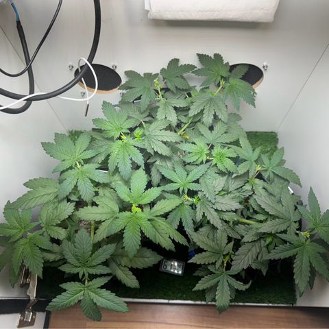 Pre98 x Kush growlog timeline photo
