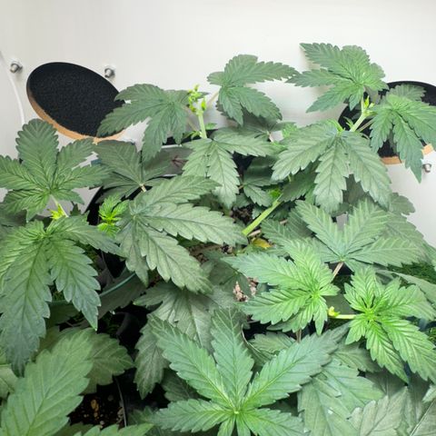 AK-47 growlog timeline photo