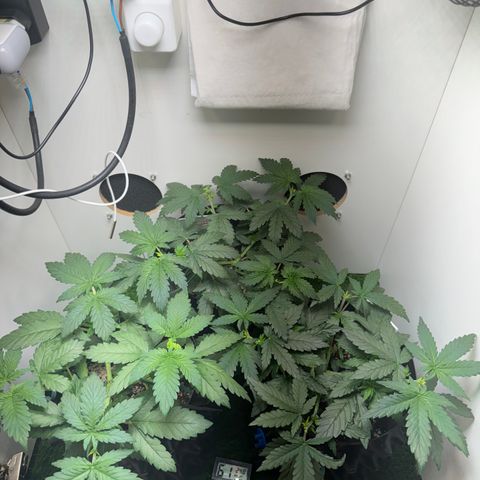 AK-47 growlog timeline photo