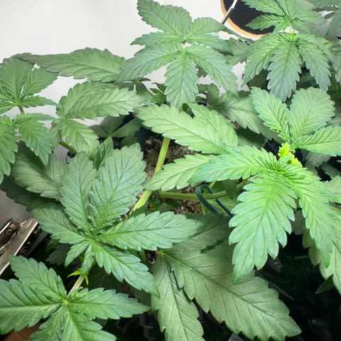 White Gorilla growlog timeline photo