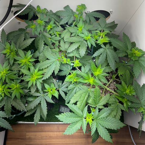 White Gorilla growlog timeline photo