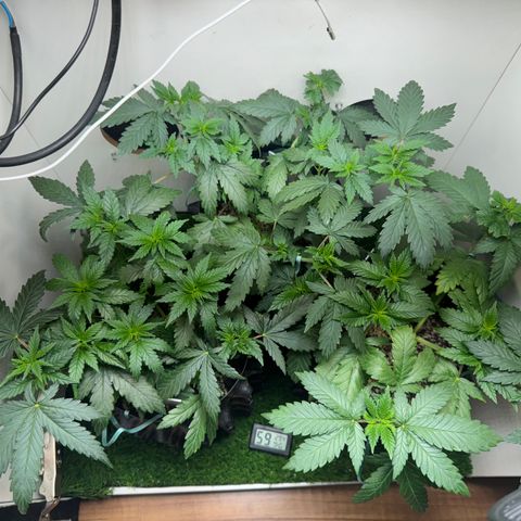 Pre98 x Kush growlog timeline photo