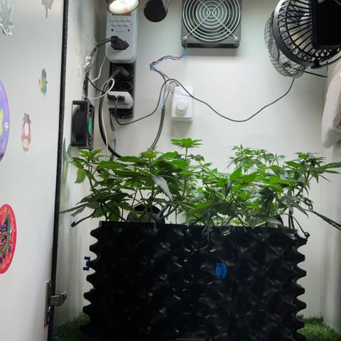 Pre98 x Kush growlog timeline photo