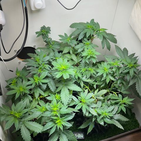 AK-47 growlog timeline photo