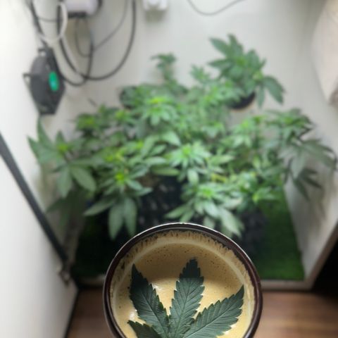 AK-47 growlog timeline photo